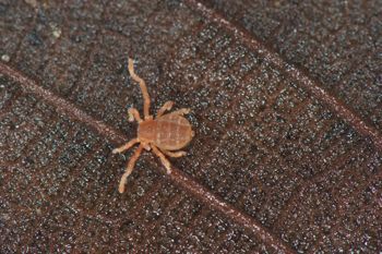 Media type: image;   Invertebrate Zoology 127853